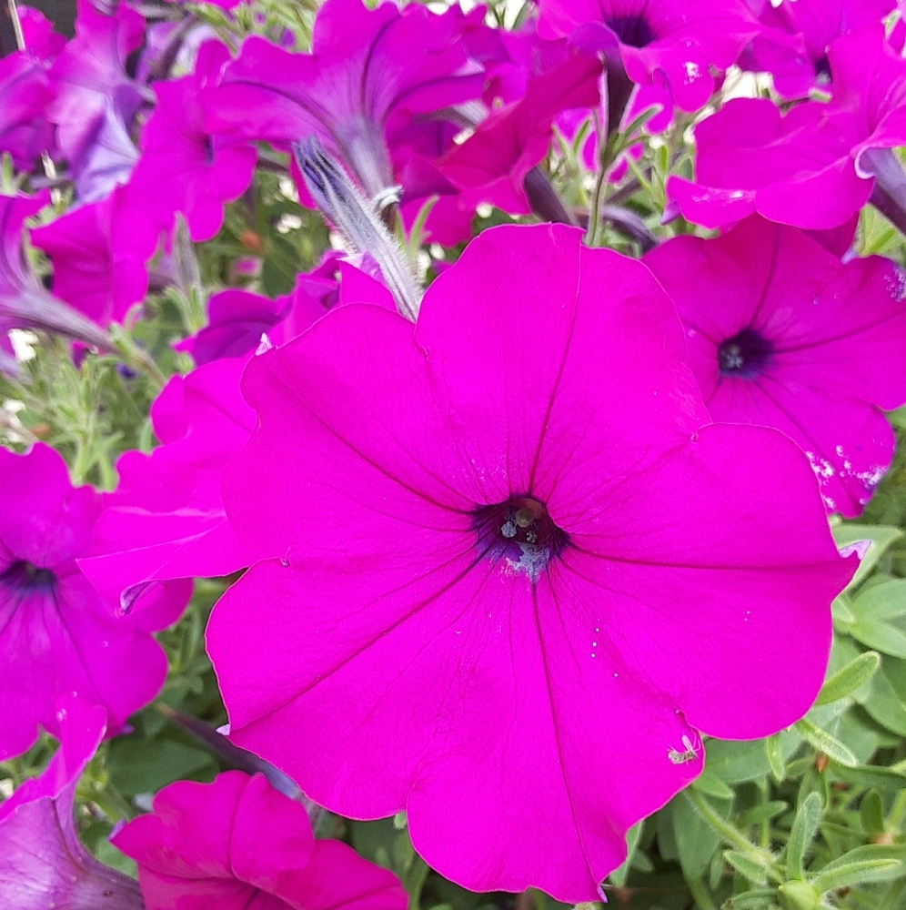100+ Purple Wave Petunia Seeds 2024